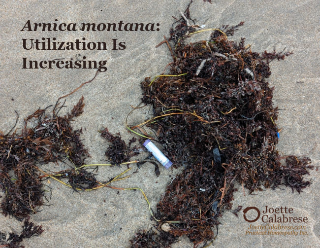 Powerful Arnica montana: Widespread Utilization of Our #1 Homeopathic Medicine Is Increasing